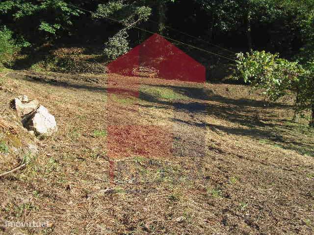 Terreno Florestal em Covas - Grande imagem: 5/17