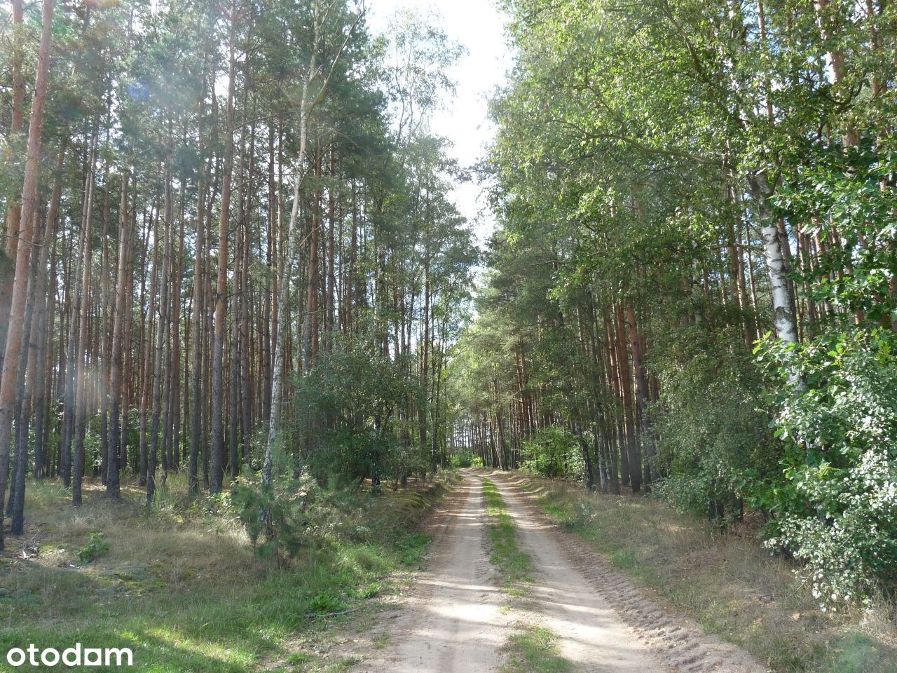 Grunty leśne 2,68 ha