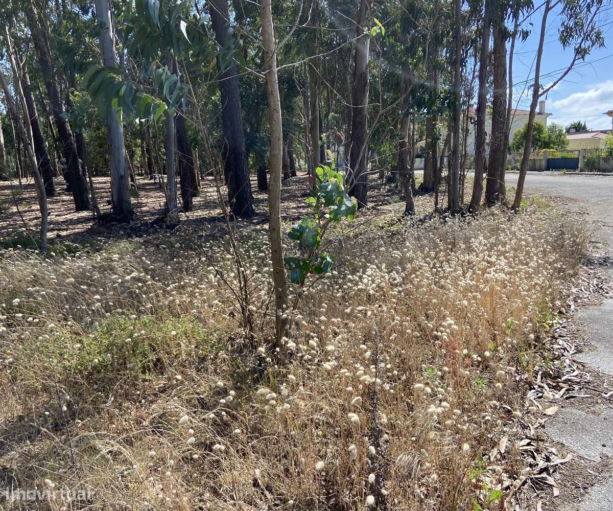 Terreno de Construção / Casal Novo / Amor - Grande imagem: 5/5