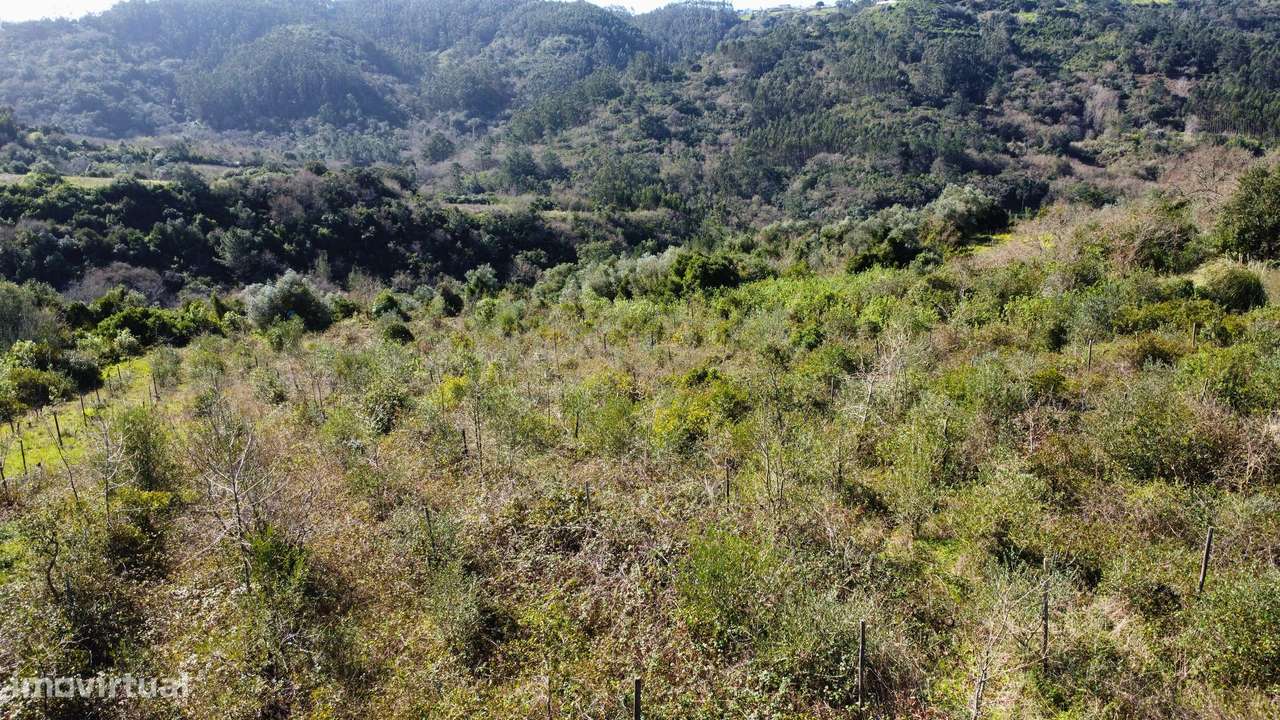 Terreno Agrícola com Vinha 4562 m² – Chanca, Sobral da Abelheira-10