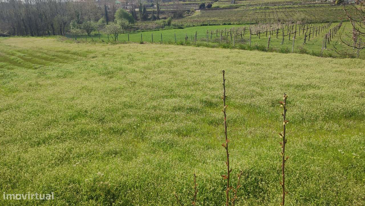 Terreno em Fiscal, Amares - Grande imagem: 5/5