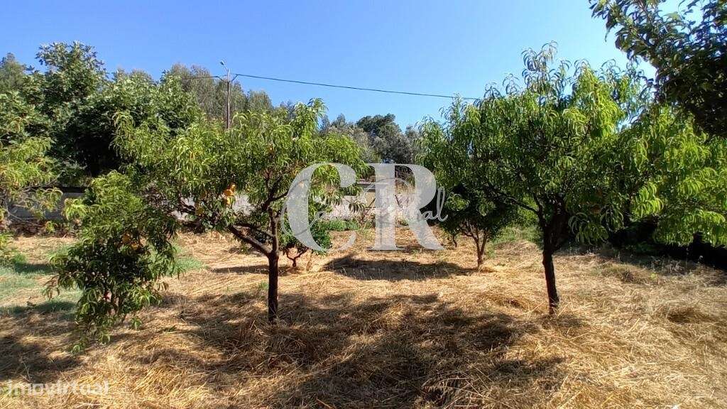 Terreno rustico a confinar com ribeiro em Figueiró dos Vinhos - Grande imagem: 5/19