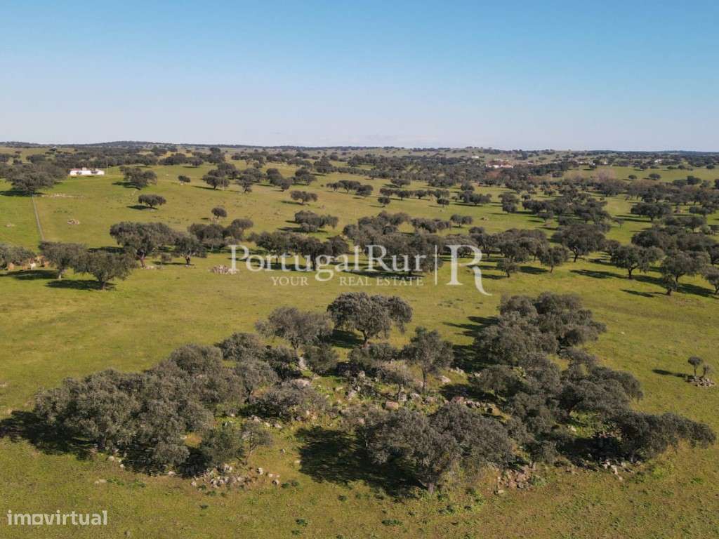 Herdade de 18 hectares perto de Estremoz-13