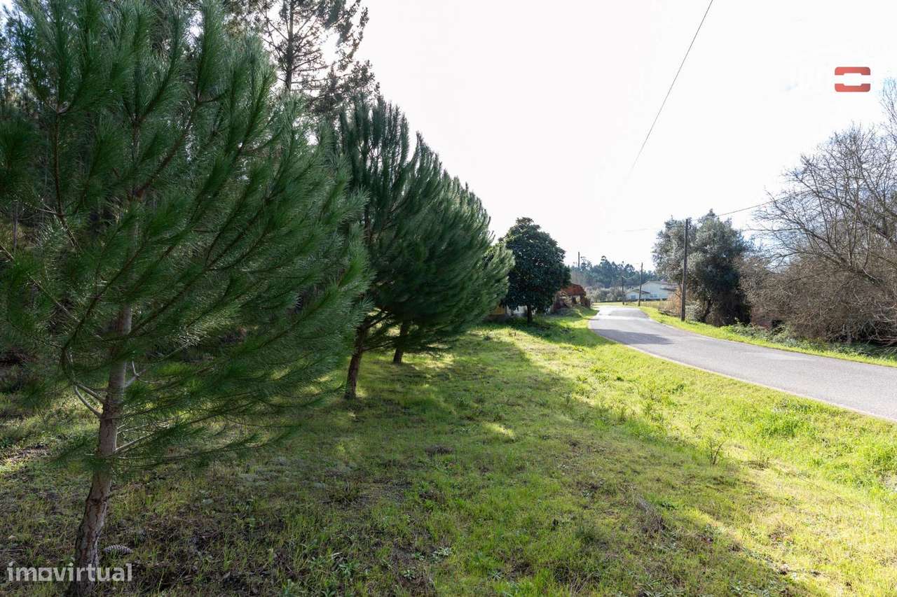 Terreno com pinhal com área 7.700 m2 com possível viabilidade de co... - Grande imagem: 4/29