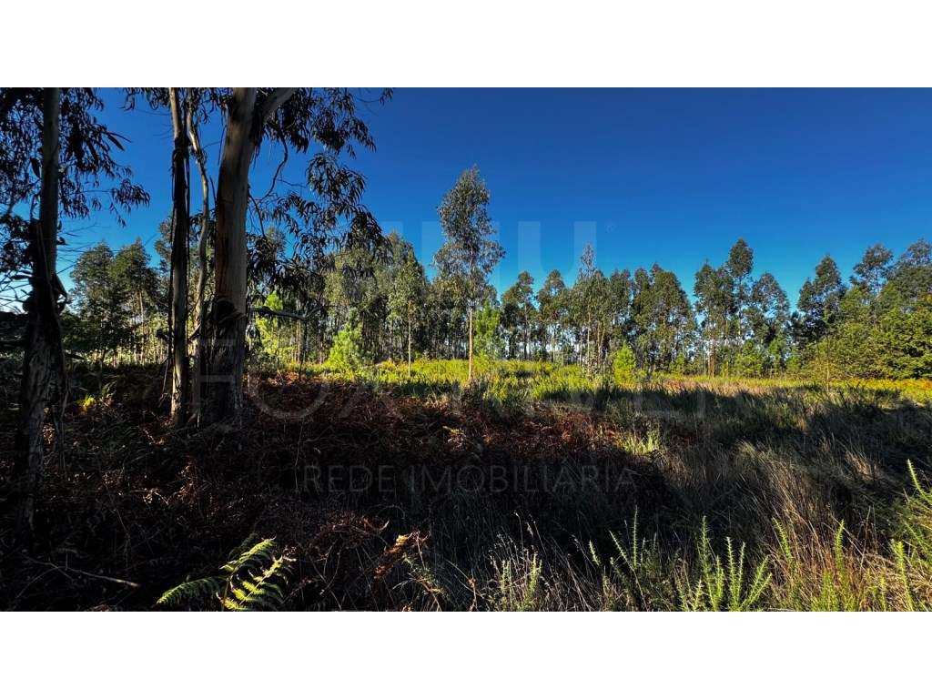 Terreno para construção - Gandra, Valença - Grande imagem: 4/7