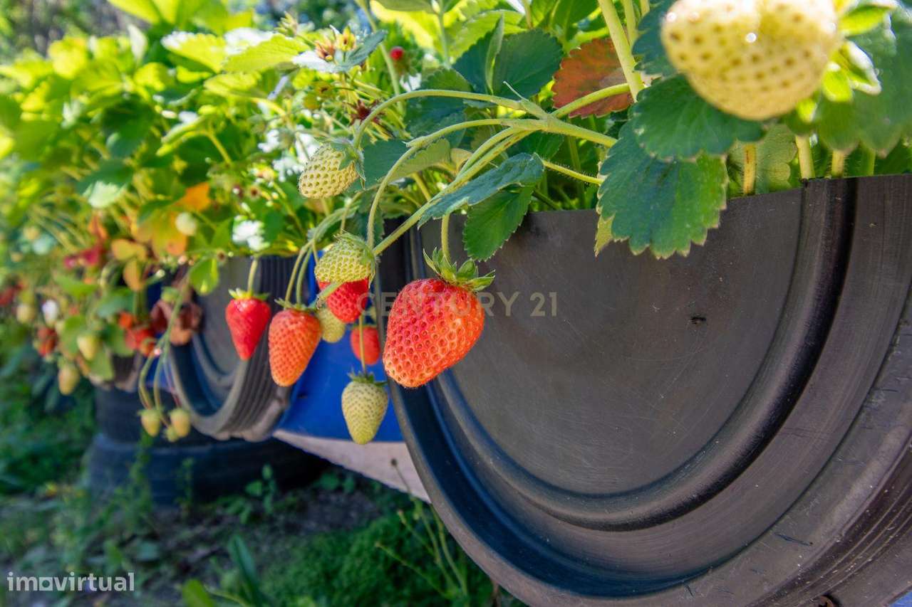 Viver de uma forma Ecológica em Terreno Panorâmico em Calde, Viseu-15
