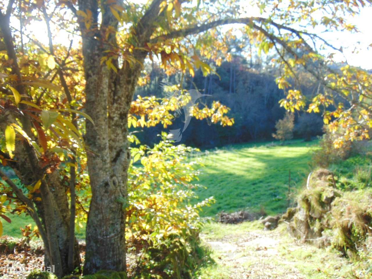 Quinta com casas e moinhos a 5 kms de Vila Real - Grande imagem: 5/40