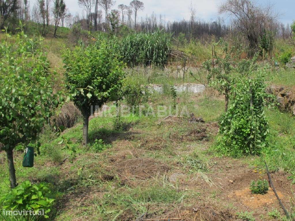 Quinta de Mirtilos com mais de 3 Hectares, localizada perto de Tondela-9