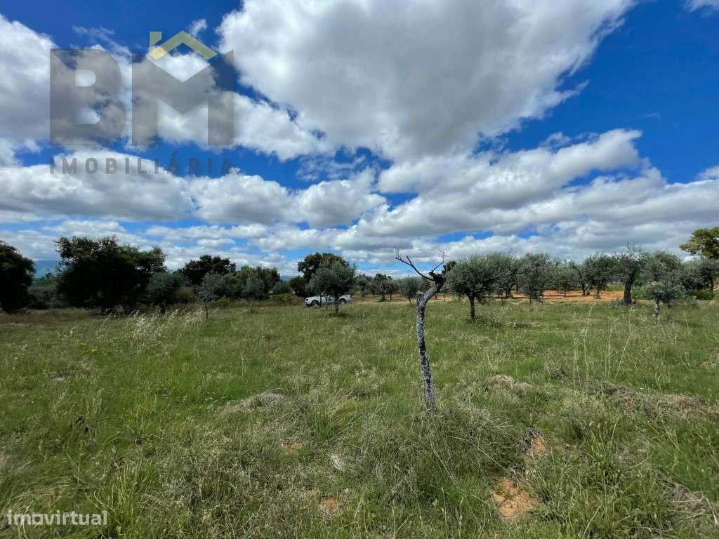Terreno com oliveiras e sobreiros no Ninho do Açor! - Grande imagem: 4/10
