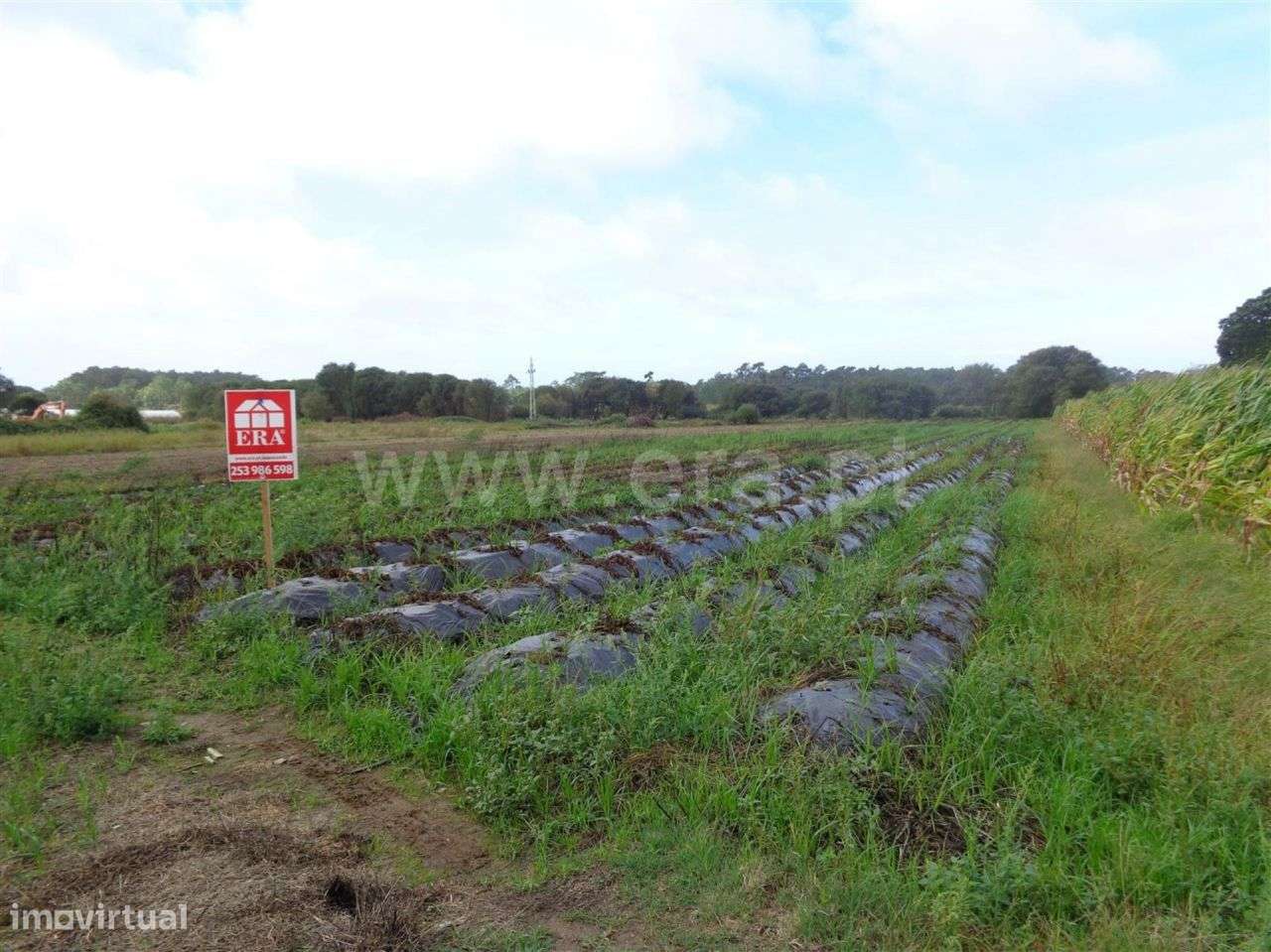 Terreno agrícola em Belinho, Esposende - Grande imagem: 4/5