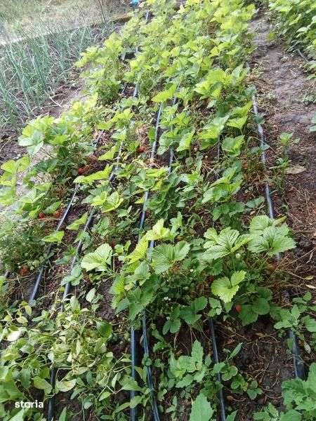 Teren Bragadiru Buda - Imagine principală: 4/8