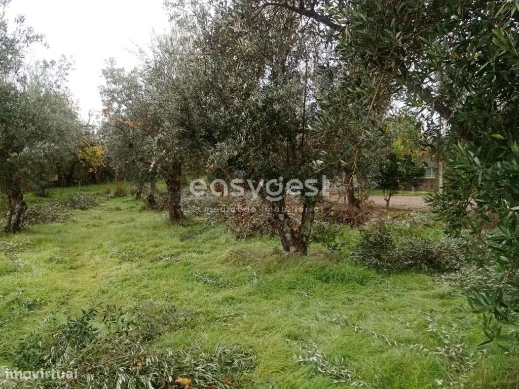Excelente Terreno Rústico com Olival, em Povoa Rio de Moinhos - Grande imagem: 3/21