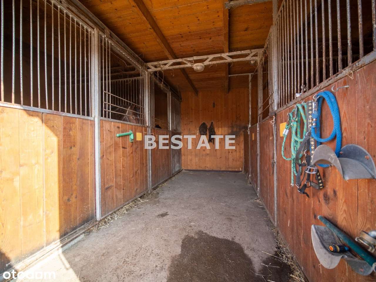 Ośrodek na sprzedaż, Pleśna-11