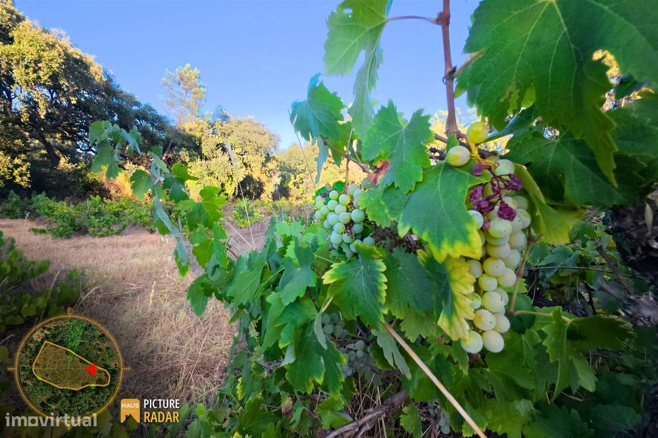 Terreno com Vinha e Poço em Granito | Salgueiro do Campo-11