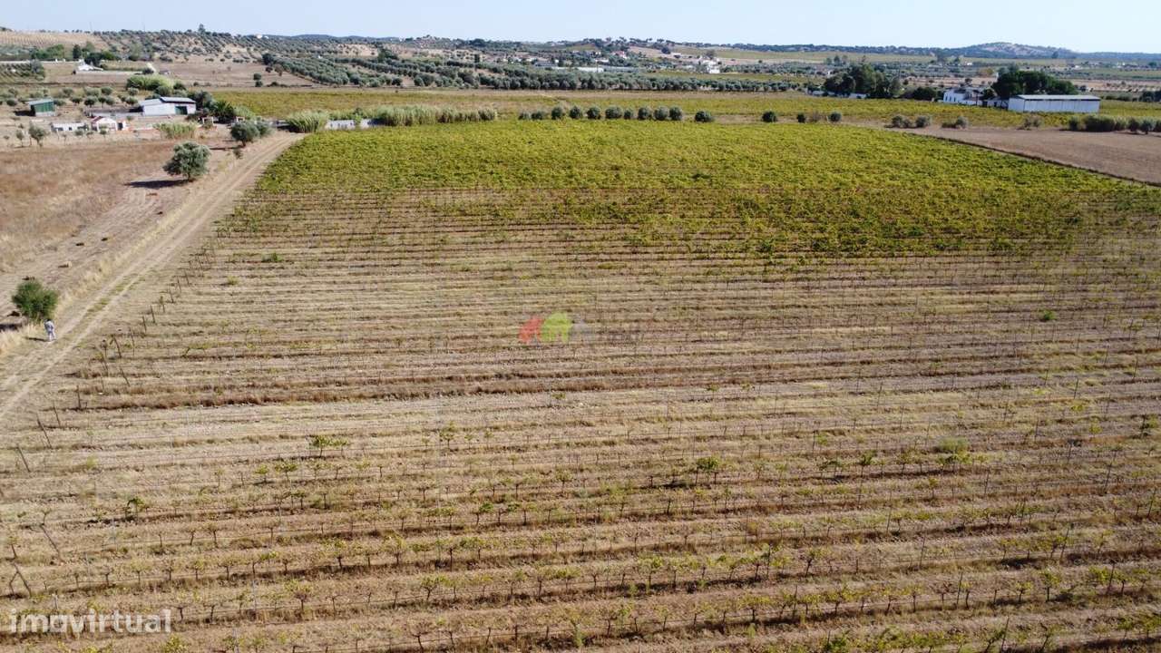 Quinta em Redondo com Monte e Vinha-10