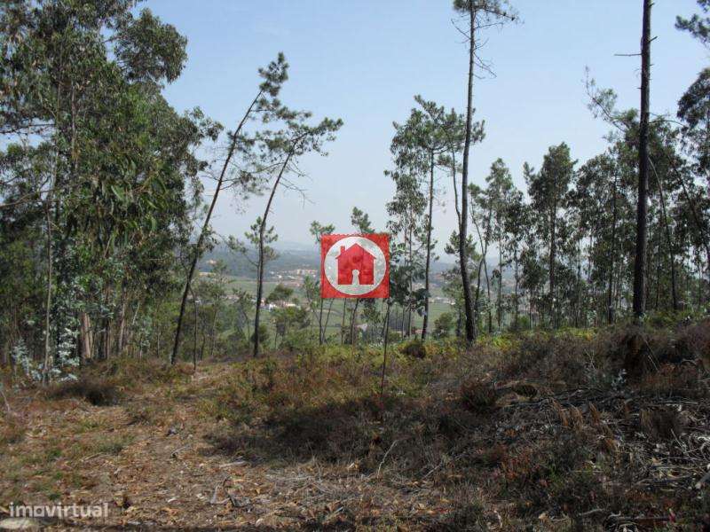 Terreno de 30.500m2 com 2 artigos em Rates - Grande imagem: 4/9