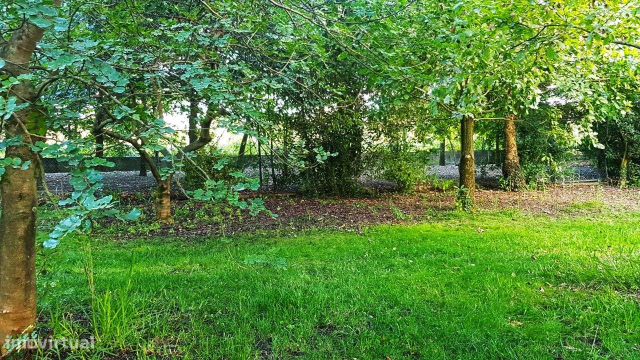 Quintinha com Mata secular-6