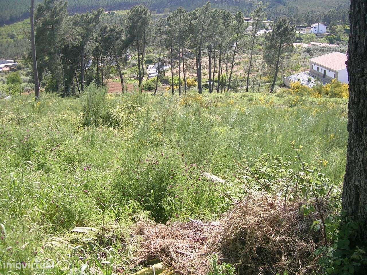 Terreno para a minha vivenda-4