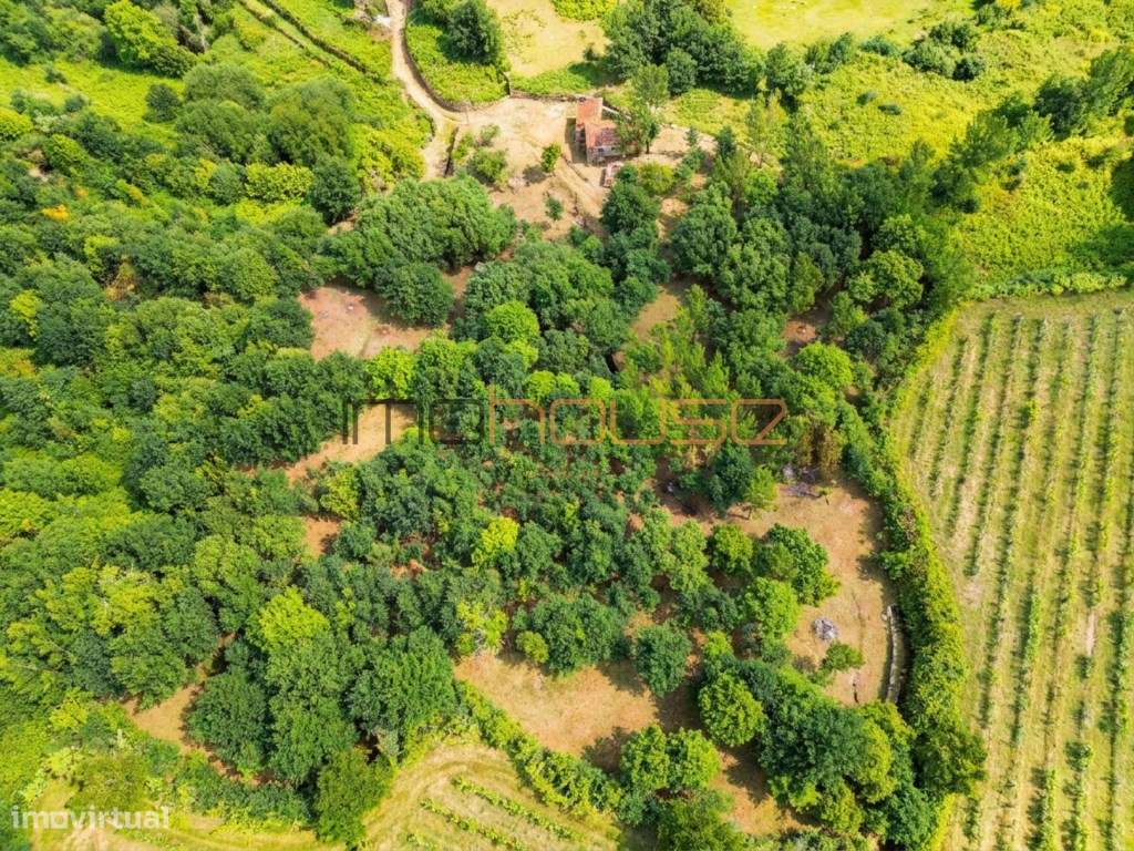 Quinta com Ribeiro e casa para restaurar - Terreno de cultivo-20