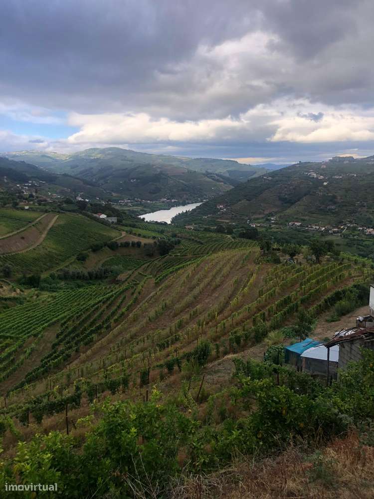 Venda de Quinta - Vistas do rio Douro-10