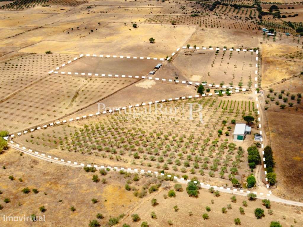 Herdade em Campo Maior com Olival - Grande imagem: 2/44