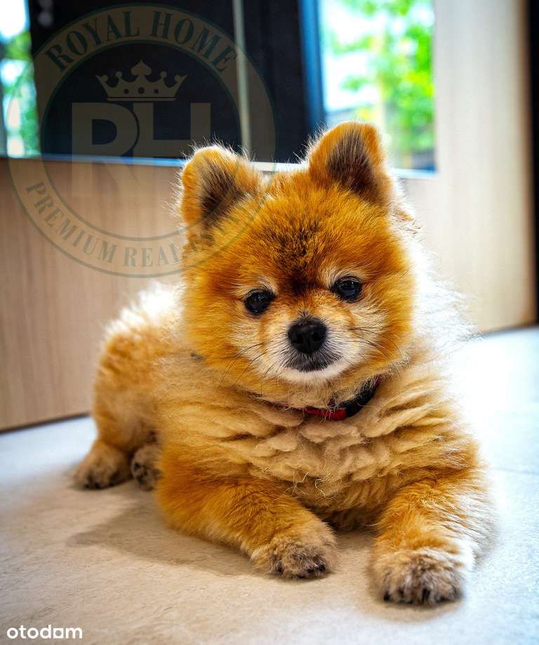 Luksusowy dom 330m² w Piasecznie, Zalesie Dolne-19