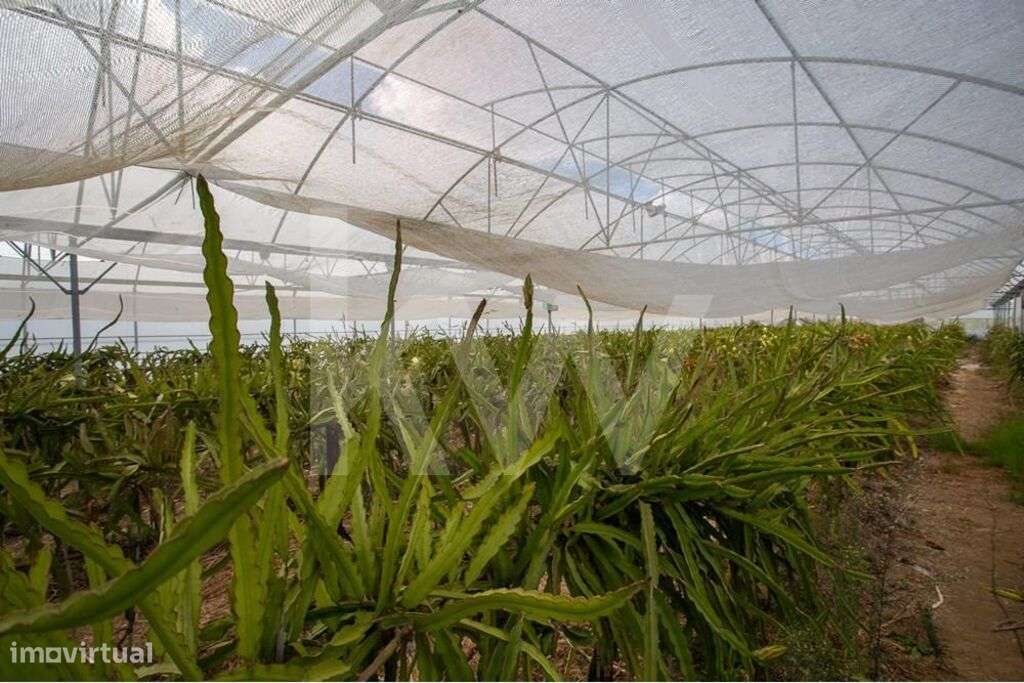 Terreno com Estufas e Infraestrutura Completa em São João das Lampas e - Grande imagem: 5/27