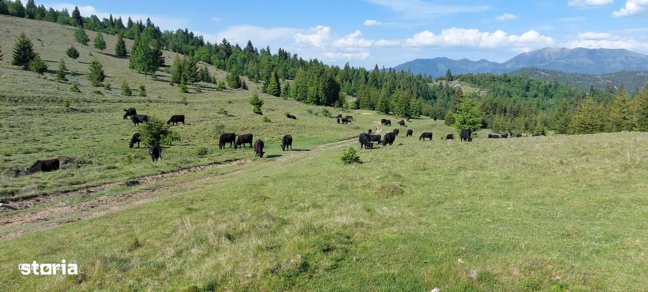 Vand teren 47.8 HA intravilan + extravilan Moisei/Viseu - Imagine principală: 4/10