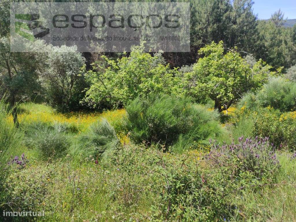 Terrenos Florestais - Grande imagem: 5/22