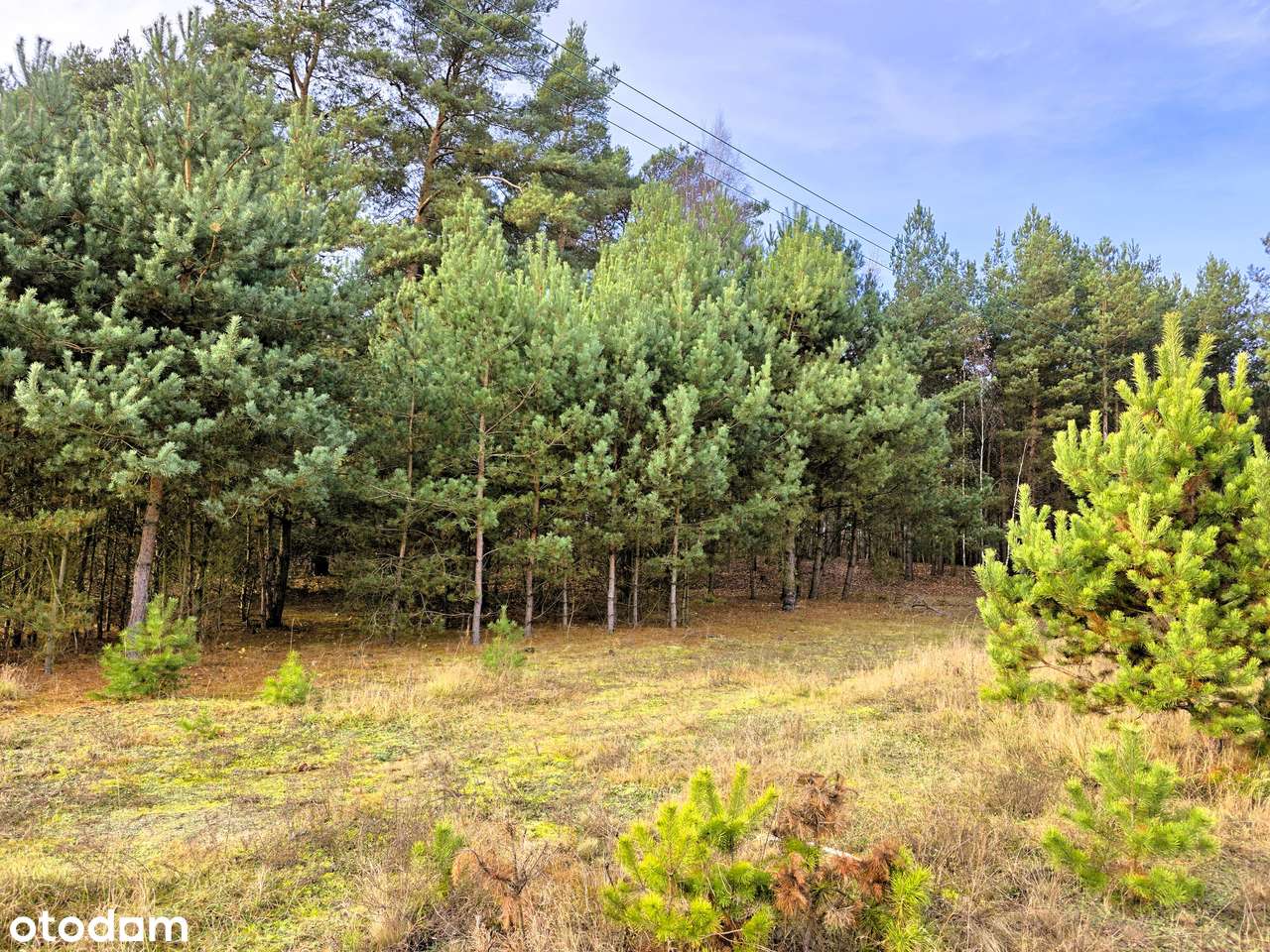 Działka 2935m² z MPZP, PRZY LESIE i Ścieżce Rowerowej - Bieńki Śmietan - Pełny obrazek: 4/13