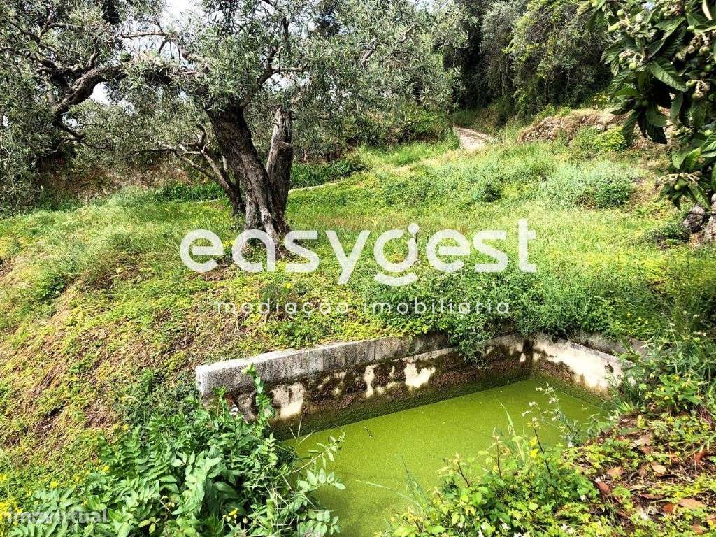 Terreno Rústico com Oliveiras, abundância de água e fácil acesso - Grande imagem: 4/27