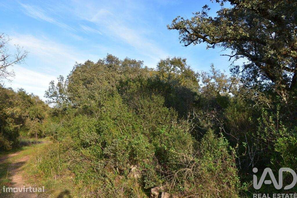 Terreno em Areias e Pias de 3400,00 m2 - Grande imagem: 4/17