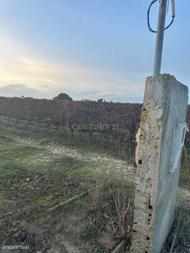 Terreno no Lau com vinhas certificadas - Grande imagem: 4/18