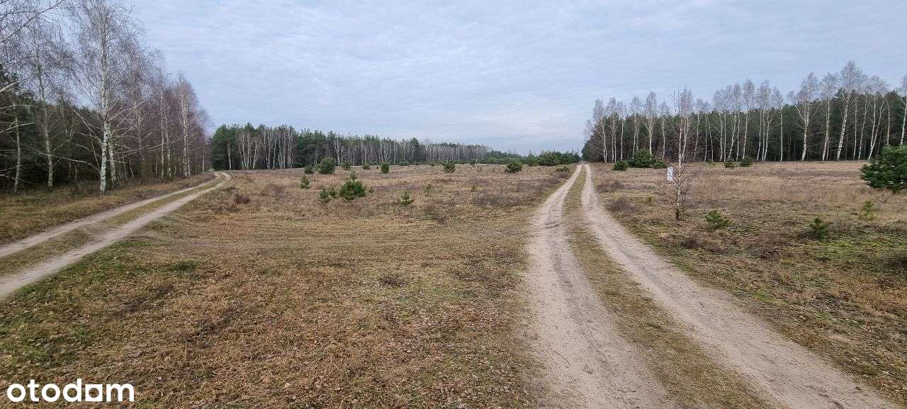 17 działek Rynarzewo ul. Wybudowanie las, spokój, cisza - Pełny obrazek: 5/15