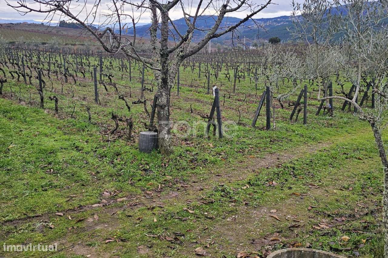 Terreno Agrícola – 22.800 m² – Vilar de Maçada, Alijó-3