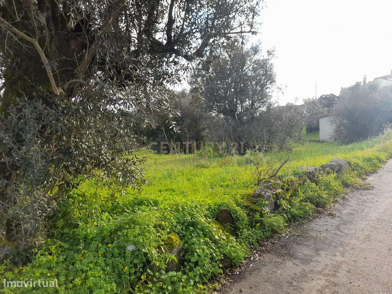 Terreno Rústico - Tapada do Forno, Belver - Grande imagem: 4/6