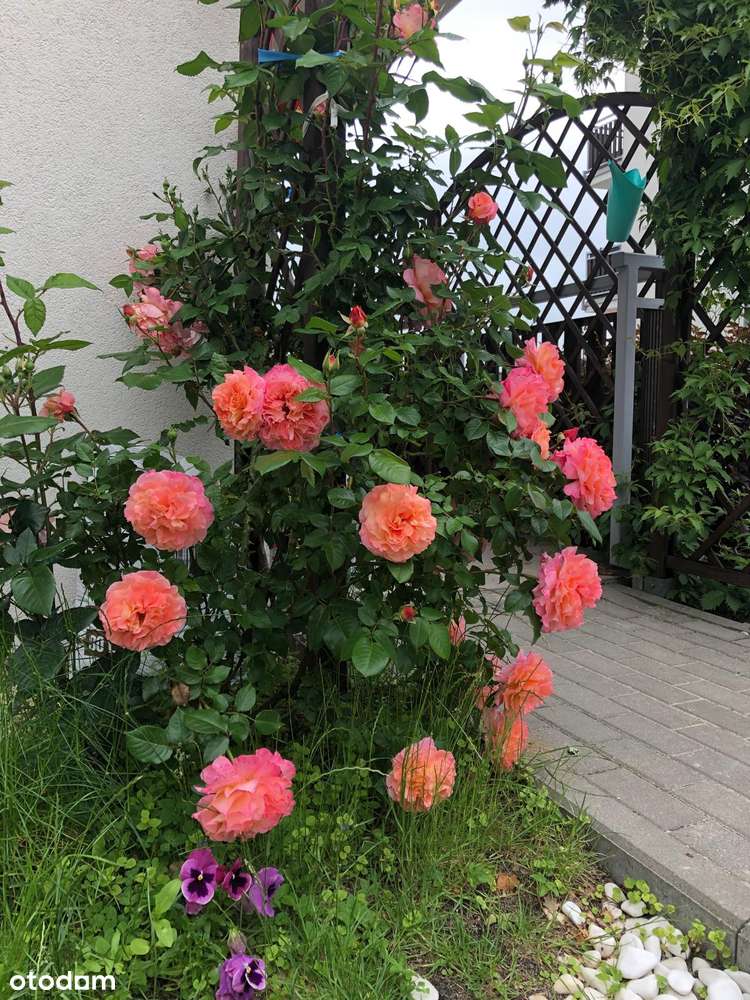 Niespotykane przestronne 4-pokojowe mieszkanie z balkonem - Pełny obrazek: 1/20