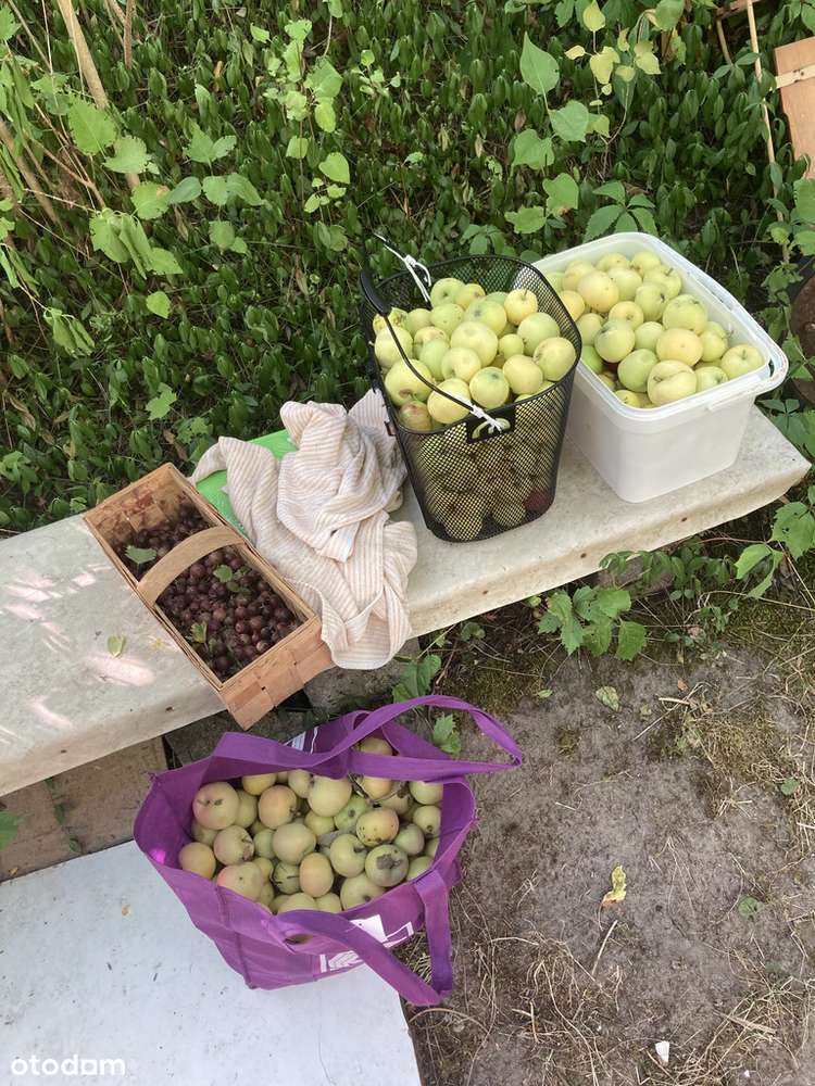 Działka ROD, Dmowskiego, przy pętli Górczyn-7