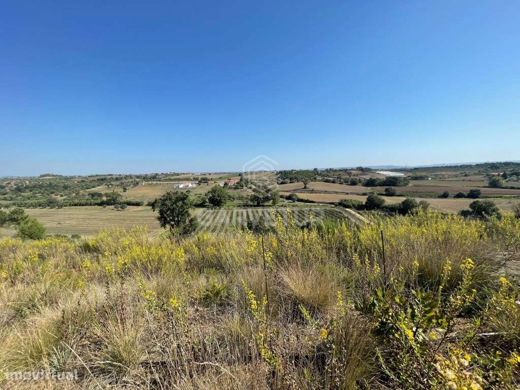 Propriedade com 18 hectares, com olival e vinha em Torres Novas - Grande imagem: 2/18