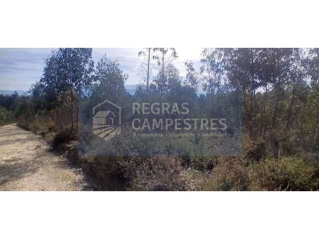 TERRENO RÚSTICO (FLORESTAL) SANTO ANDRÉ - VILA NOVA DE POIARES - Grande imagem: 5/7