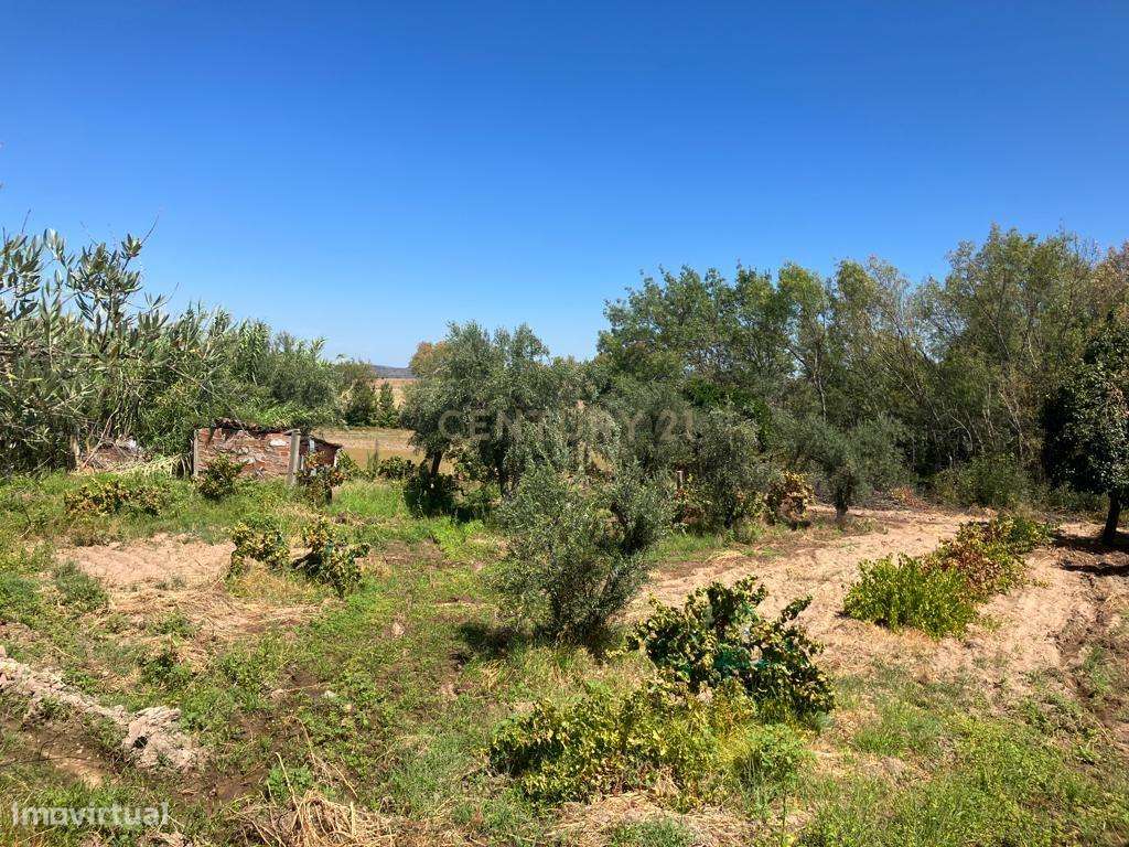 Terreno rústico em Ladoeiro, Idanha a Nova, com 2750m2. - Grande imagem: 4/8