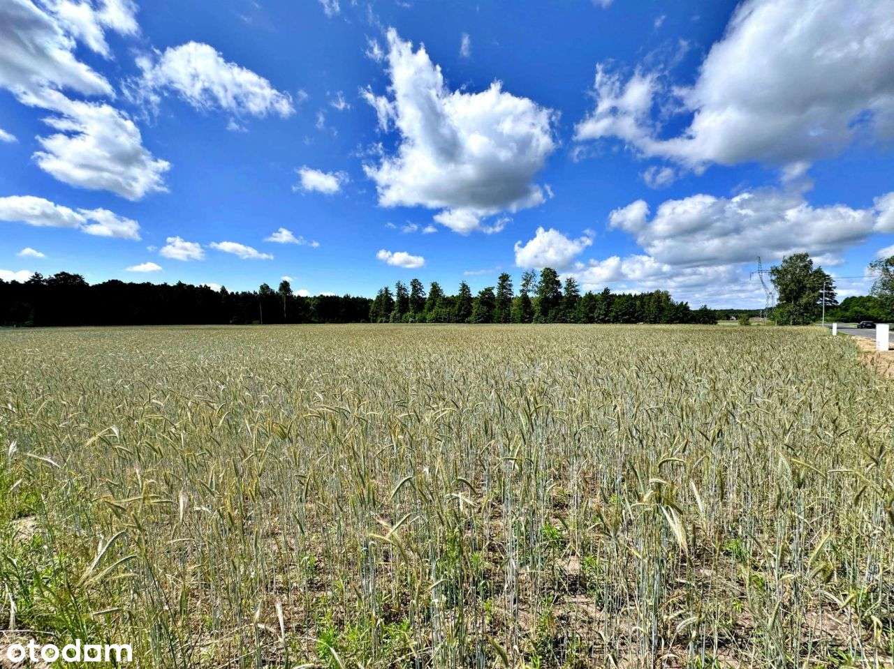 Działki Budowlane z Wz, Otulina Łąk i Lasów, Graby - Pełny obrazek: 5/12