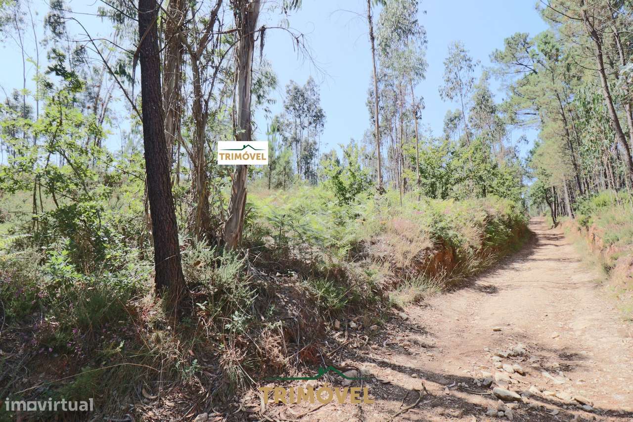 Terreno Rústico  Venda em Milheirós de Poiares,Santa Maria da Feira - Grande imagem: 5/9