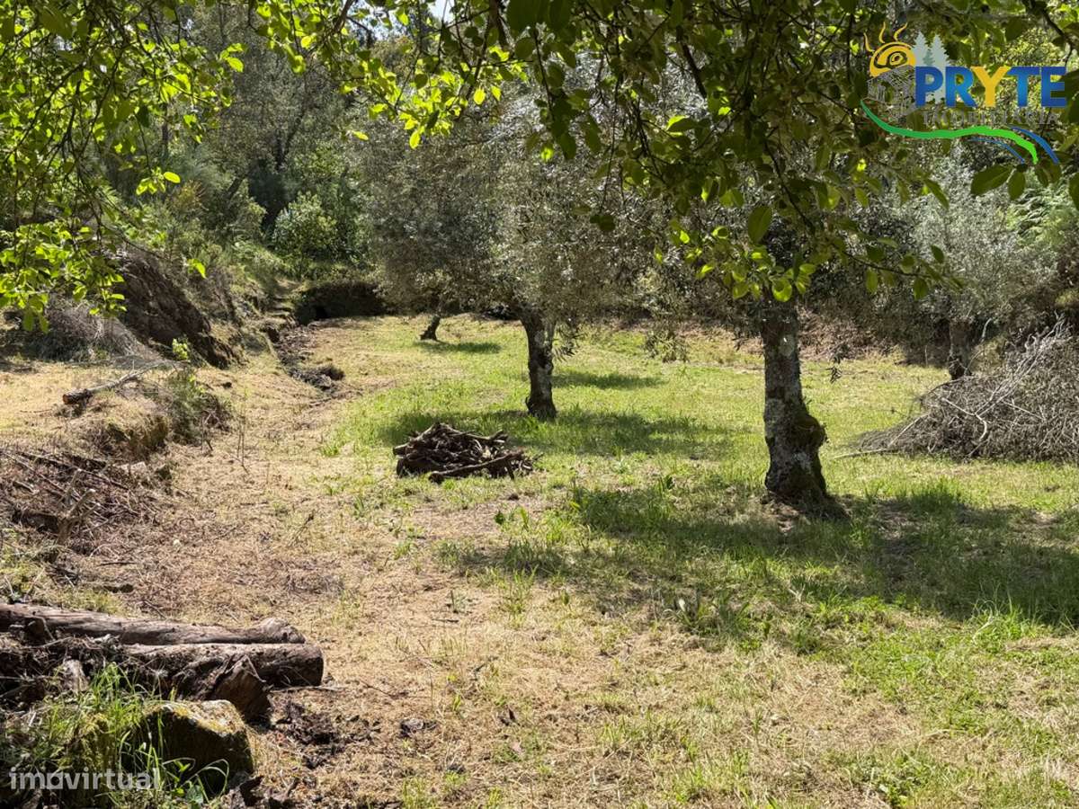 Terreno com uma ruína não registada a 6 quilómetros da Sertã-42