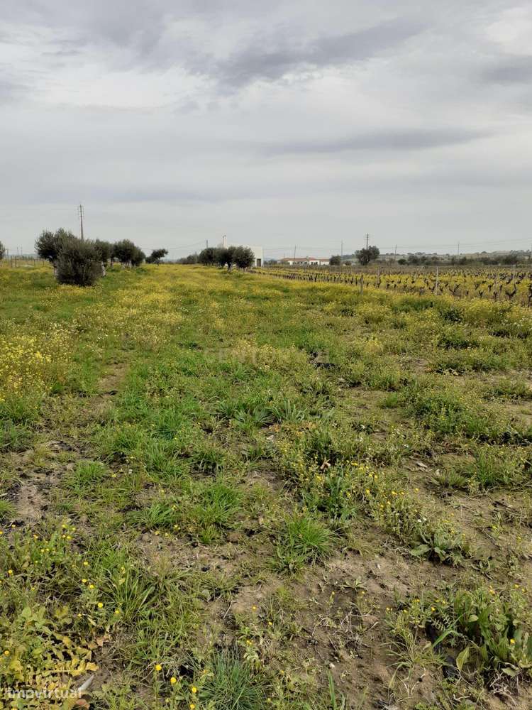 Terreno ás portas de Reguengos de Monsaraz - Grande imagem: 5/29