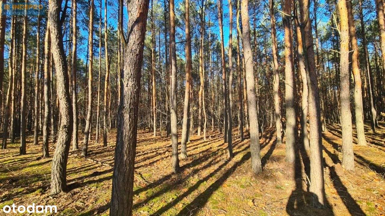 Działka leśna 7 388 m² z potencjałem | Wesoła-4