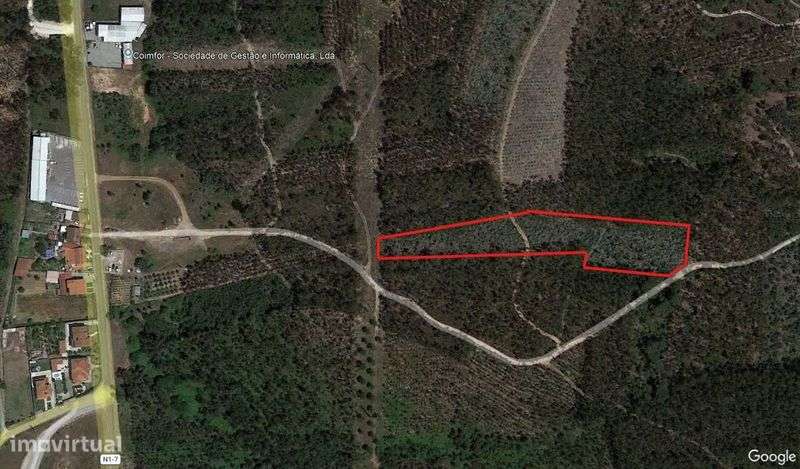 Eucaliptal em Taveiro, Coimbra - Grande imagem: 4/4