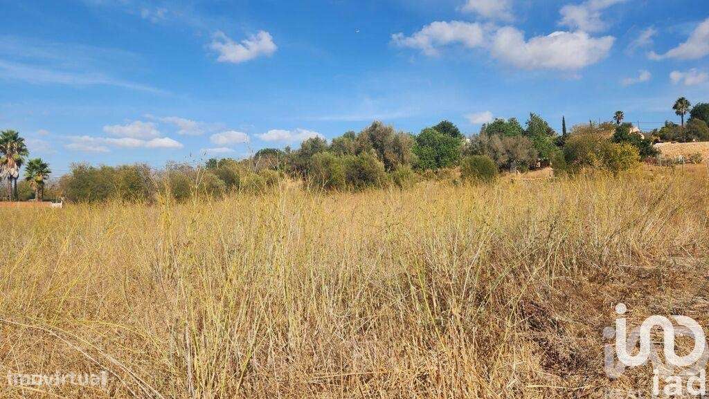 Terreno Agrícola em Algoz e Tunes - Grande imagem: 5/17