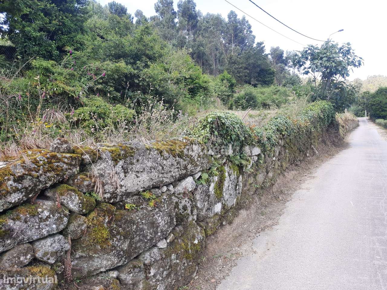 Artigo Rústico - Cultura com Videiras, Castanheiros e Pinhal. - Grande imagem: 4/5