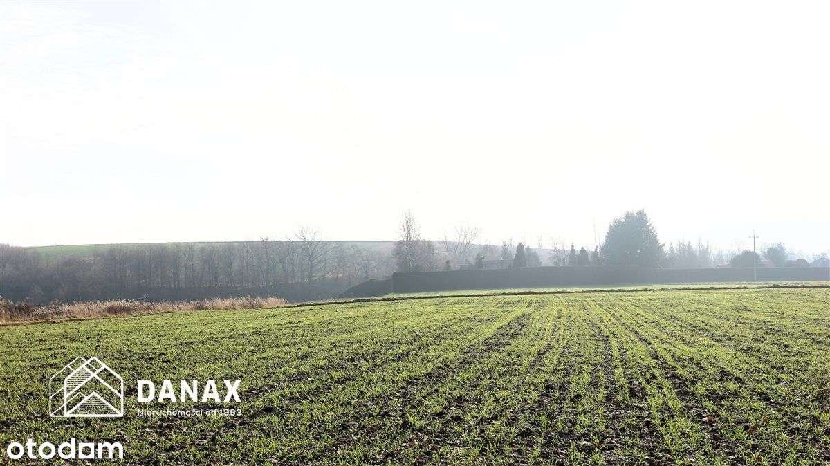 działka budowlana 70arów w Młodziejowicach - Pełny obrazek: 4/8